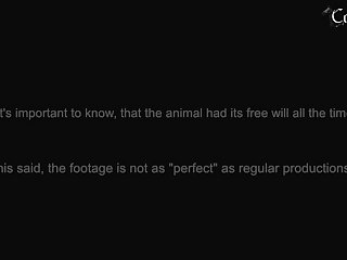 Gay Animal Porn