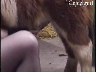 Animal And Man Porn Video