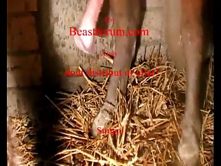 Animal Piss Porn