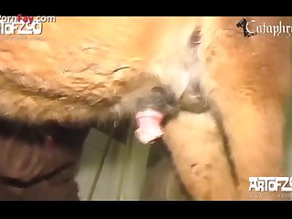 Animal Porn Latest