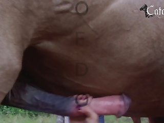 Animal Hantai Porn