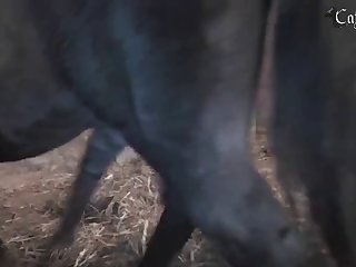 Painful Animal Porn