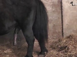 Painful Animal Porn