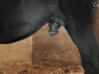 Painful Animal Porn