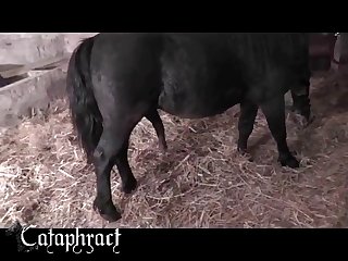 Animal Comic Porn