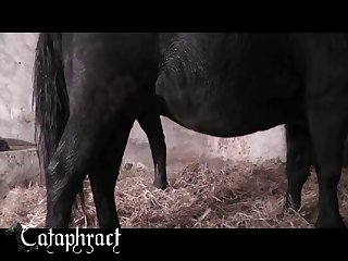 Animal Comic Porn