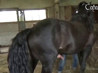 Animal Porn Movie