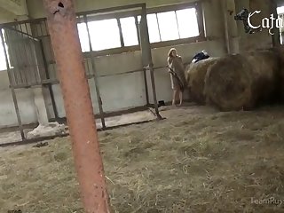 Animal Porn Movie