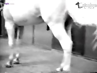 Animal Porn Manga