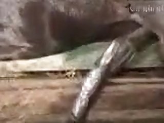 Animal Orgasm Porn