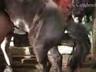 Animal Orgasm Porn