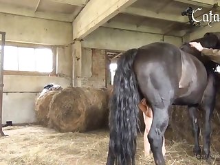 Porn Videos Animal