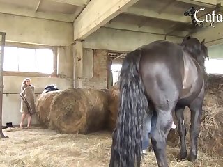 Porn Videos Animal
