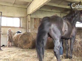 Porn Videos Animal