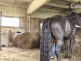 Porn Videos Animal