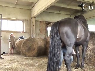 Porn Videos Animal