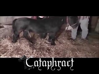 Animal Mating Porn
