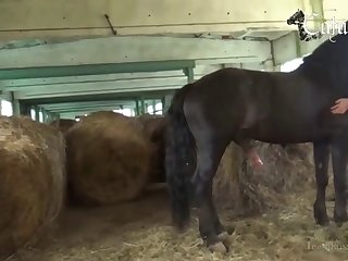 Porn Animal