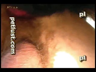 Zoofilia Extrema Videos