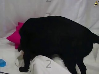 Xxx Full Hd New Porn