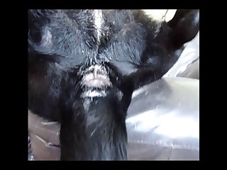 Blk Xxx Porn