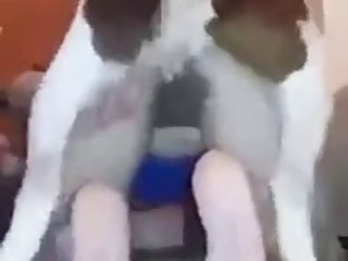 Hindi Movie Animal Sex Scene