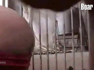 Xnxx Xxx Xxx boar  Videos