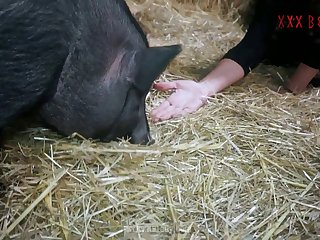 Lazy boar Porn