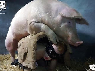 Zoophilia boar Porn