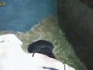 Pornhub Hentai Animal