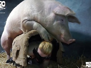 Zoophilia boar Porn