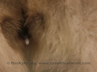 Animal Sex To Human