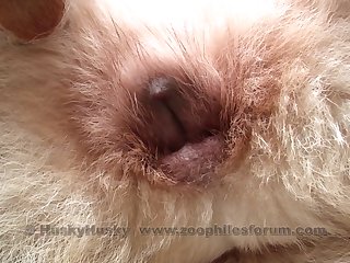 Animal Sex To Human