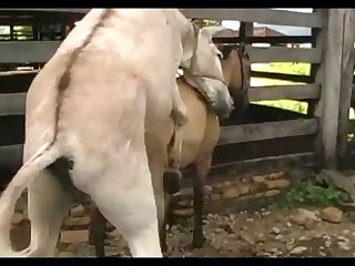 Light Madonna Ass 2