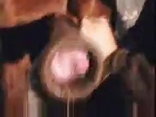 E1c Horse Handjob