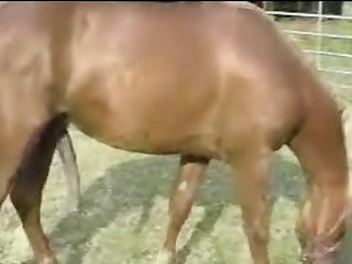 Stallion Cums Over Guy
