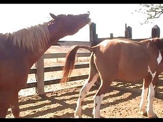 Stallion Vs Mare Pampa Sc 4
