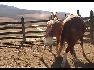 Stallion Vs Mare Pampa Sc 4