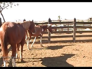 Stallion Vs Mare Pampa Sc 4
