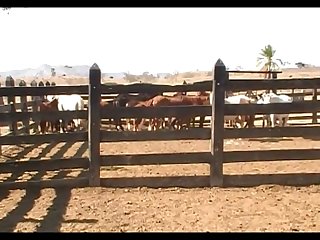 Stallion Vs Mare Pampa Sc 4