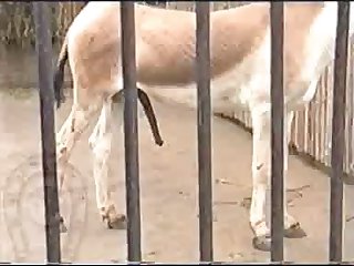 Horse Errect4