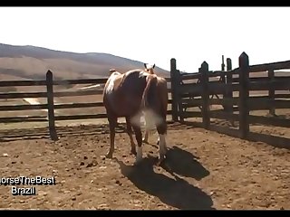 Stallion Vs Mare Pampa Sc 4