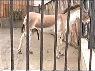 Horse Errect4