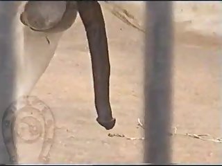 Horse Errect4