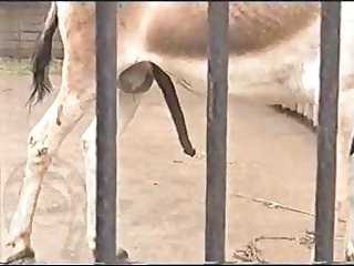 Horse Errect4