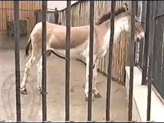 Horse Errect4