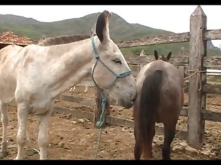 Lupe Vs Donkey
