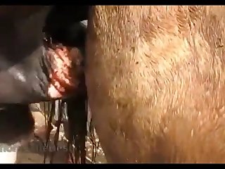 Light Madonna Stud 2