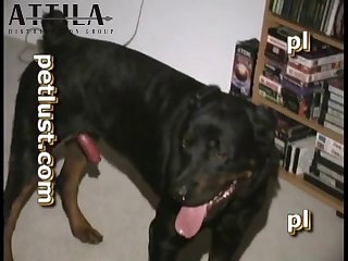 Pb116 Take In Rottie