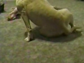 Homem Fudendo Cachorro